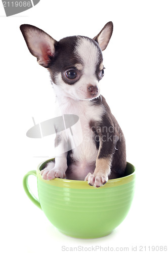 Image of puppy chihuahua in a cup