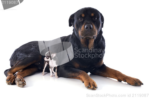 Image of rottweiler and puppy chihuahua