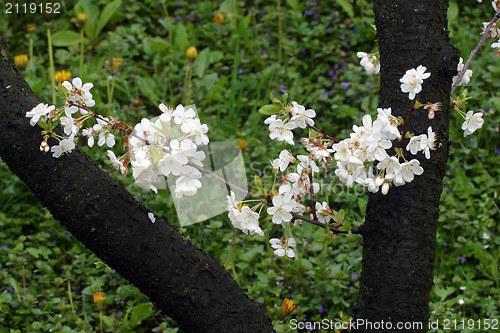 Image of Close up of fruit flowers in the earliest springtime