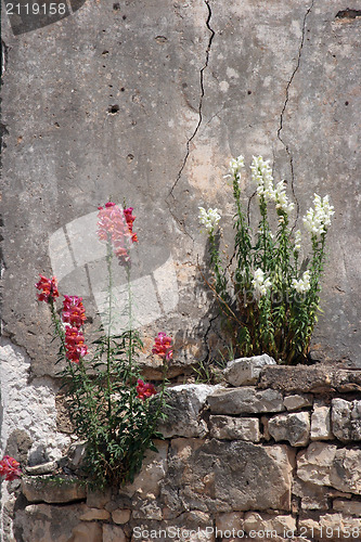 Image of Flower on the wall