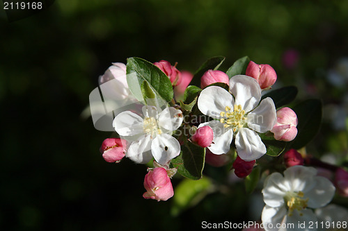 Image of Close up of fruit flowers in the earliest springtime