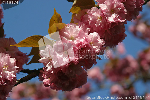 Image of Japanese cherry blossoms