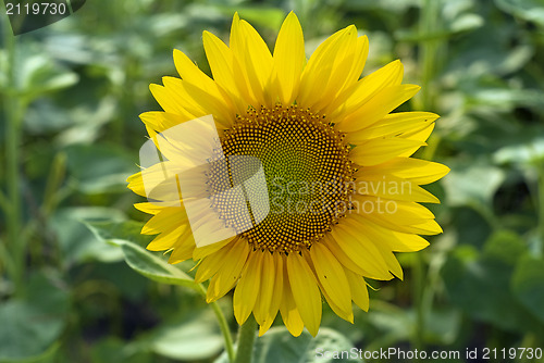 Image of sunflower