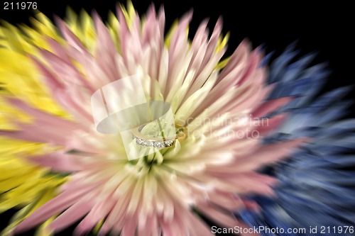 Image of Spring Mums