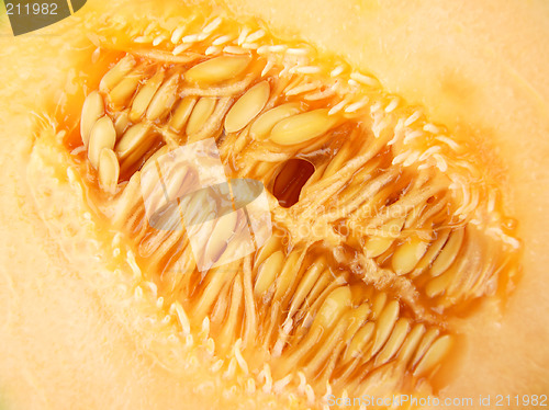 Image of Cantaloupe melon # 03