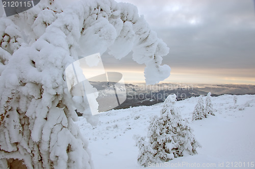 Image of Snowy fir