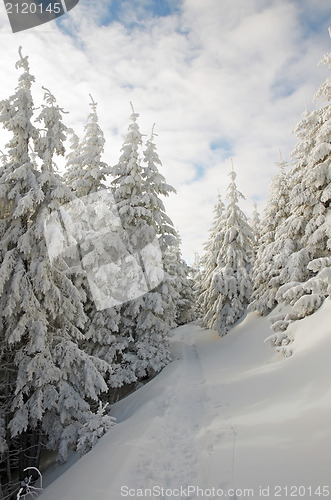 Image of Winter land and trees