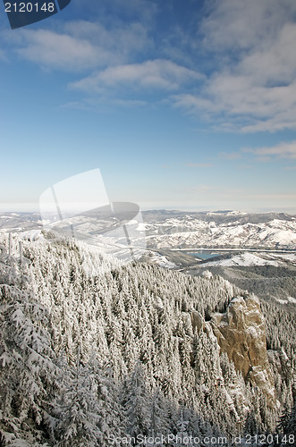 Image of Winter forest