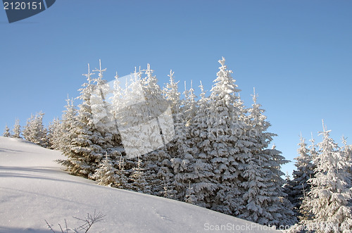 Image of Fir tree