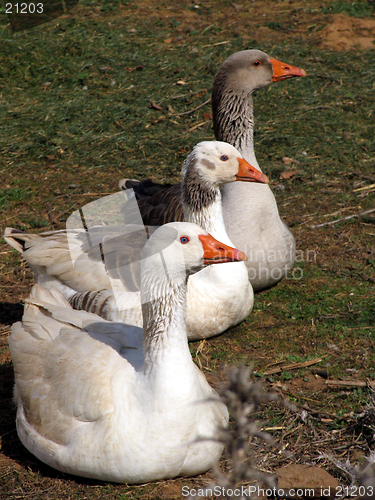 Image of Three in a row