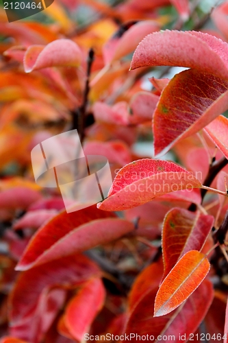Image of Red Leaves