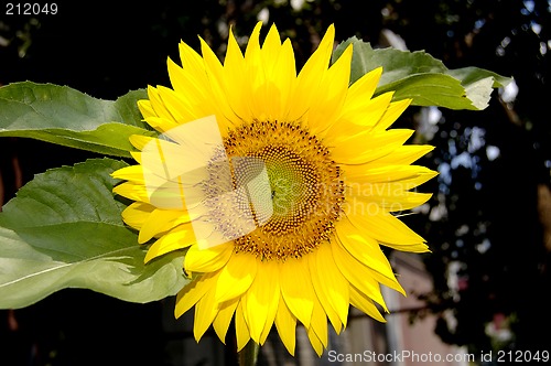 Image of sun flower