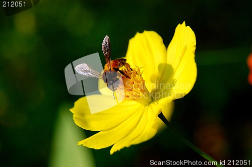 Image of honey  bee on a yellow flower