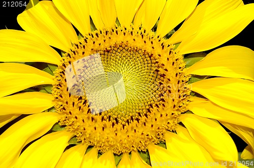 Image of macro(close up) shot of a sunflower