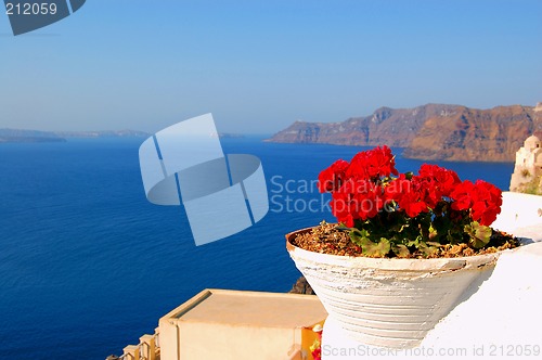 Image of beautiful red flower and blue sea,fira,santorini,greece