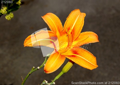 Image of beautiful flower