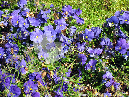 Image of Blue field