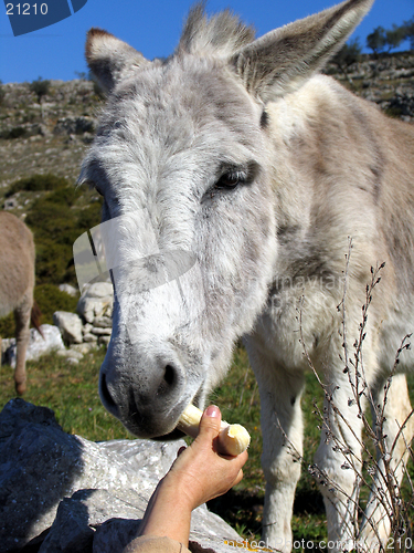 Image of Donkey eating banana