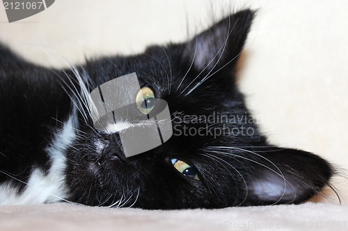 Image of The black cat sleeping on a sofa