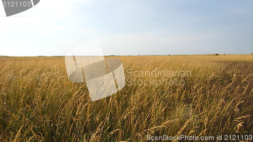 Image of Field with a yellow grass