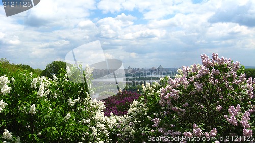 Image of Fine bushes of a lilac in Kiev botanical garden