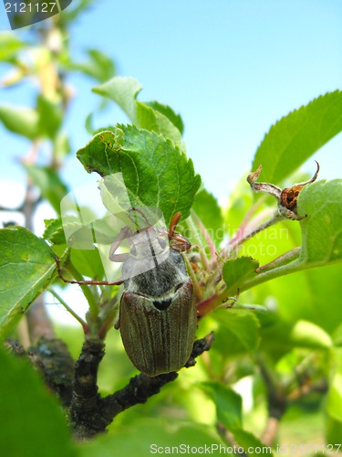 Image of Chafer climbing on the leaf