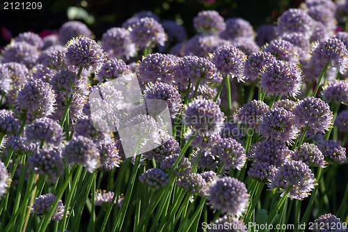 Image of Herb flowers