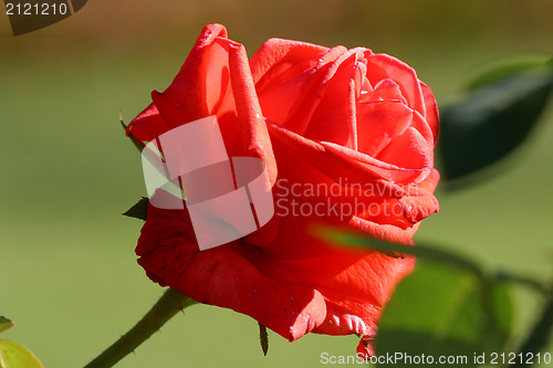 Image of Close up of a red rose