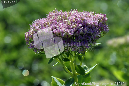 Image of Herb flowers