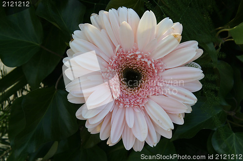 Image of Lovely pink gerbera
