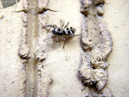 Image of Salticus scenicus