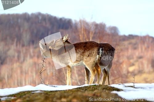 Image of doe with her baby