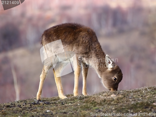 Image of fallow deer calf grazing