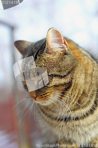 Image of portrait of a cat