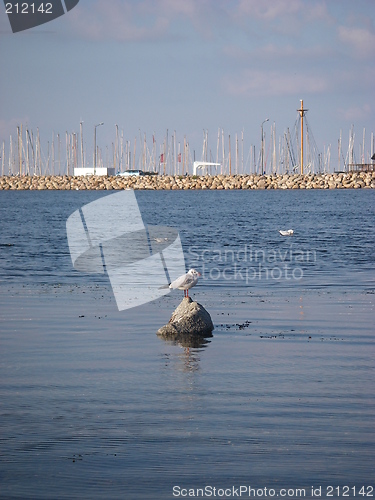 Image of Seagull In Marina