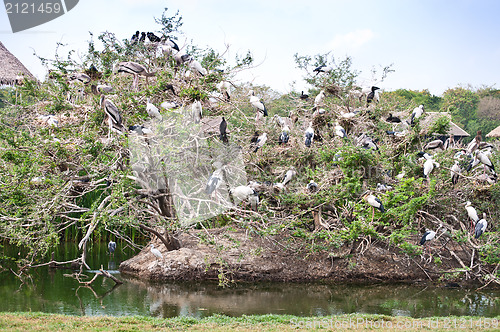 Image of Bird Community