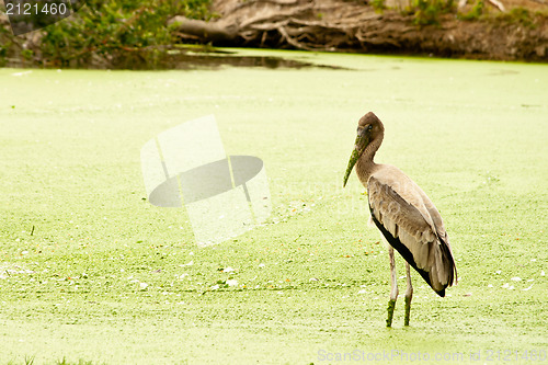 Image of Painted stork