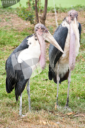 Image of Marabou Storks