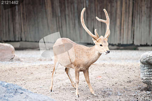 Image of Sambar Deer