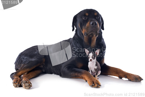 Image of rottweiler and puppy chihuahua