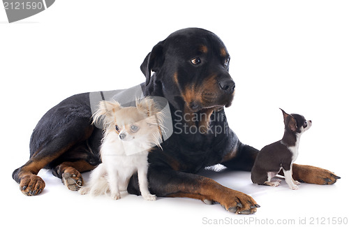 Image of rottweiler and chihuahuas