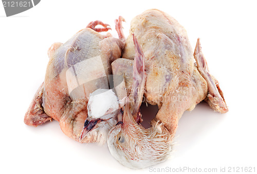 Image of pigeon meat