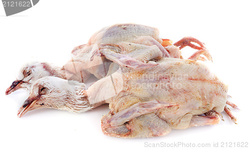 Image of pigeon meat