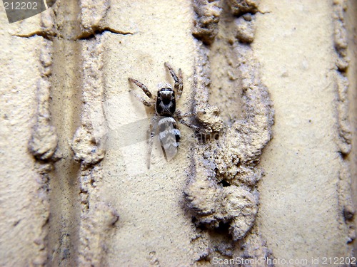 Image of Salticus scenicus