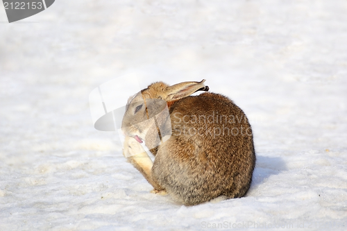Image of fat rabbit