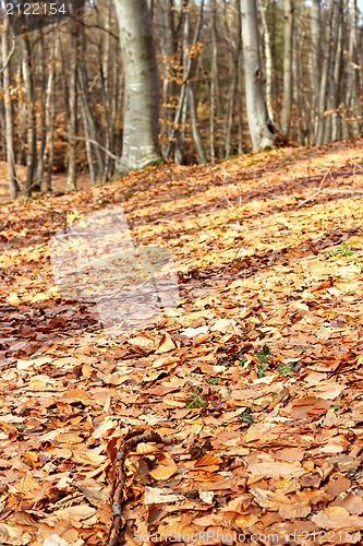 Image of forest ground