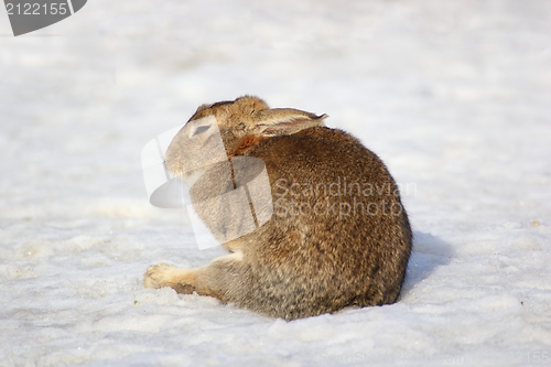 Image of lazy fat rabbit