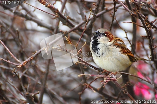 Image of male sparrow singing