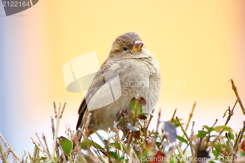 Image of sparrow on a bush