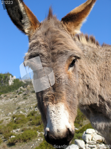 Image of Donkey